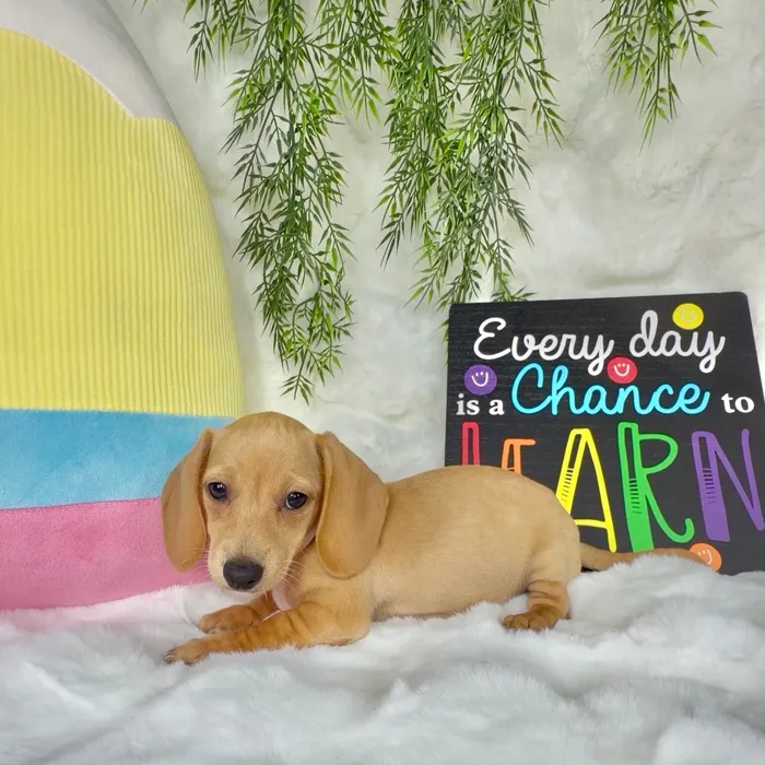 Female Dachshund puppy named Smarty for sale at Puppy Dreams - Denton.