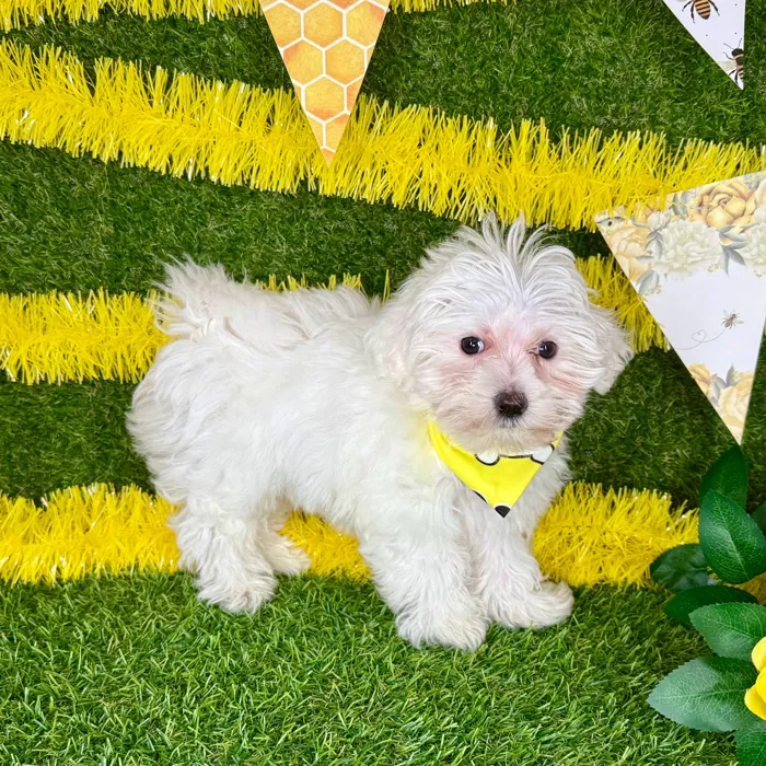 Male Maltese puppy named Harry for sale at Puppy Dreams - Arlington.