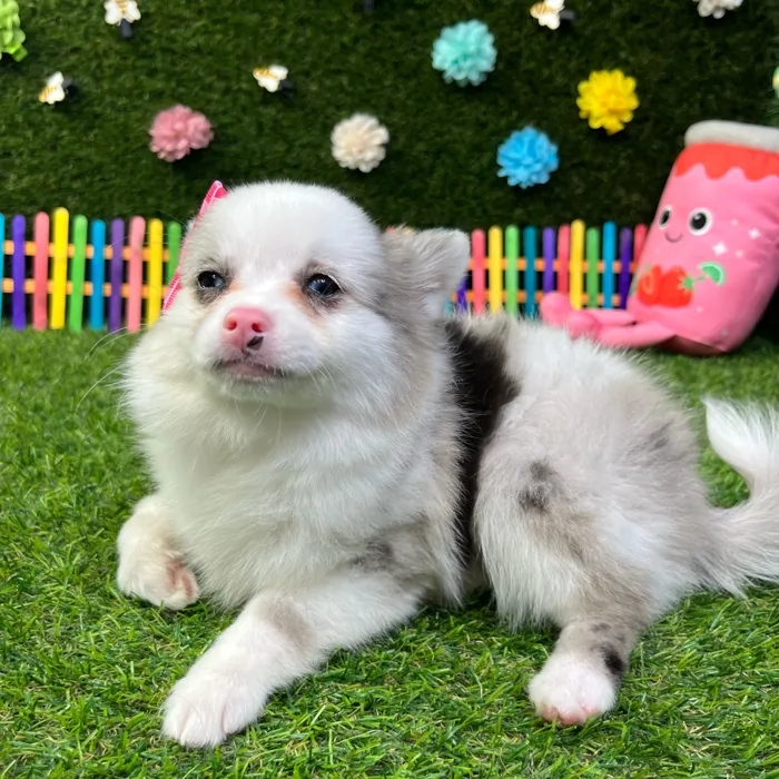 Female Pomchi puppy named Pinky for sale at Puppy Dreams - Carrollton.