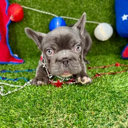 Female French Bulldog puppy named Estefany for sale at Puppy Dreams - Arlington.