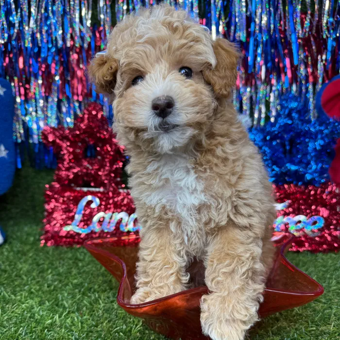Female Poodle Toy puppy named Cream for sale at Puppy Dreams - Arlington.