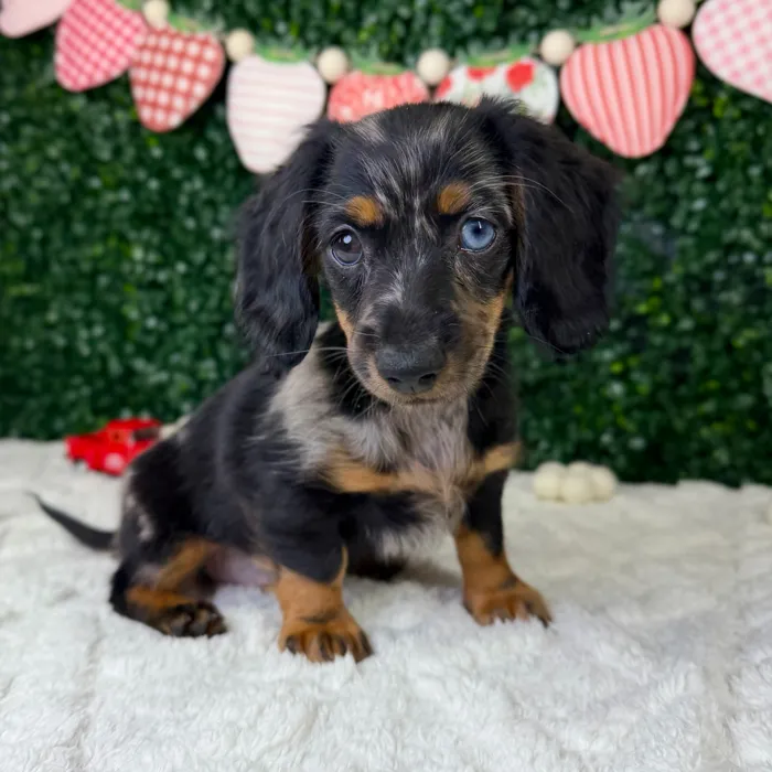Female Dachshund puppy named Cupcake for sale at Puppy Dreams - Garland.