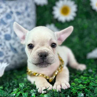 Male French Bulldog puppy named Atlas for sale at Puppy Dreams - North Richland Hills.