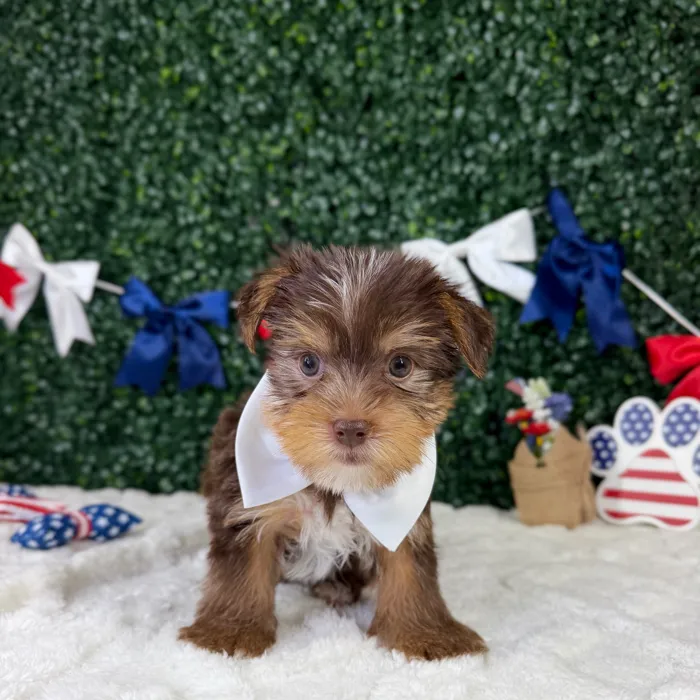 Male Yorkie puppy named Cherrio for sale at Puppy Dreams - Garland.