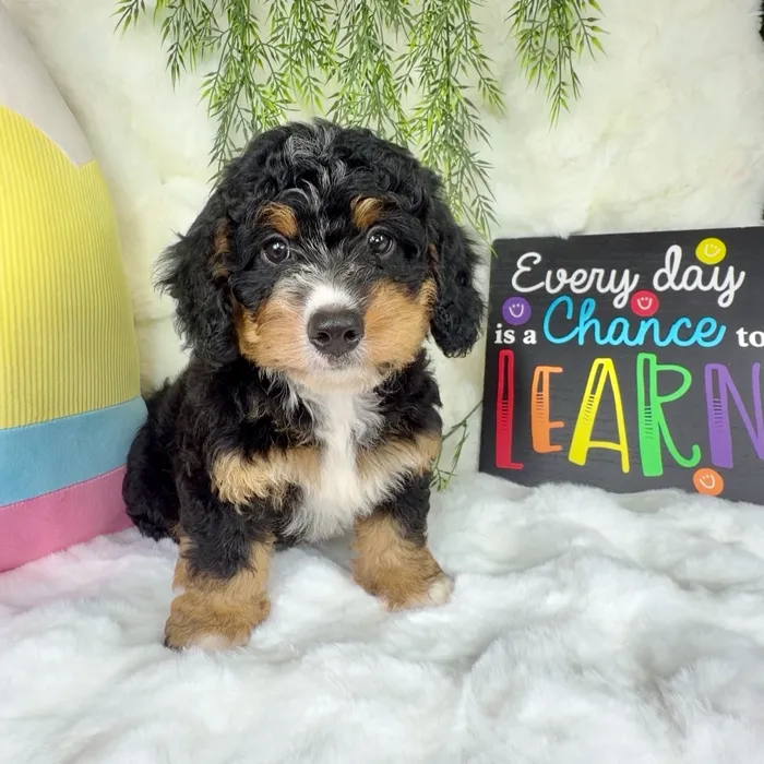 Male Bernedoodle puppy named Duke for sale at Puppy Dreams - Denton.