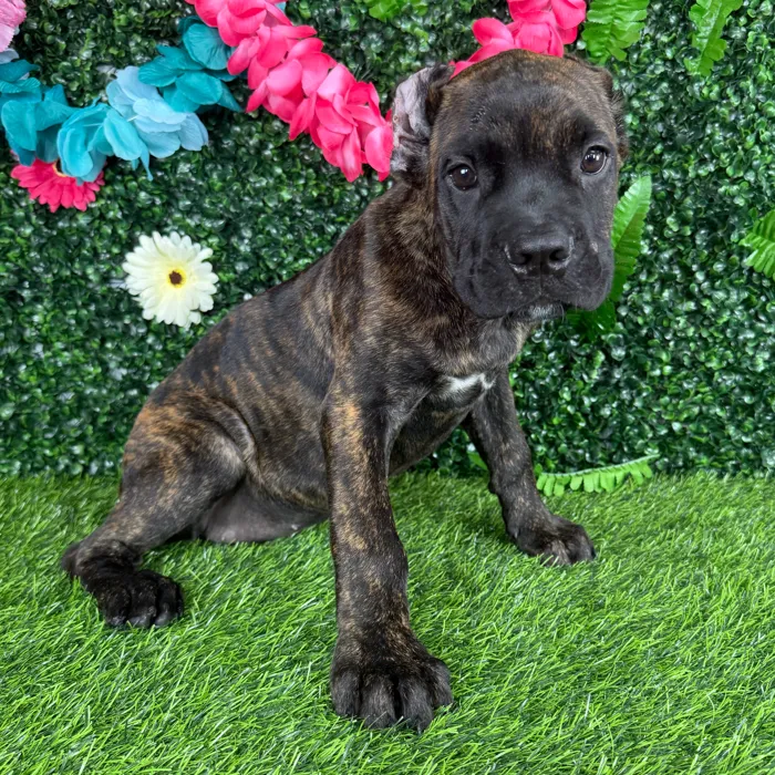 Female Cane Corso puppy named Patty Melt for sale at Puppy Dreams - Denton.