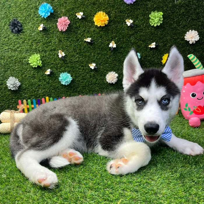 Male Siberian Husky puppy named Koda for sale at Puppy Dreams - Carrollton.