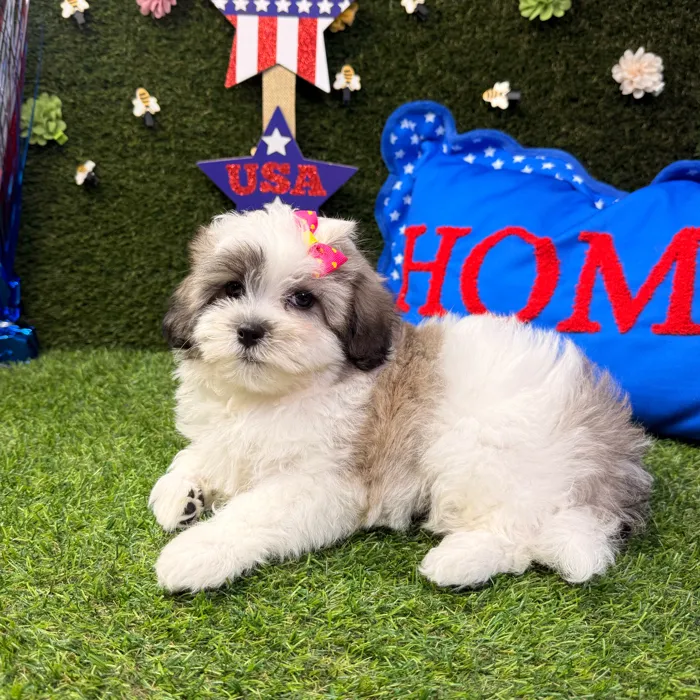 Female Teddy Bear puppy named Mia for sale at Puppy Dreams - Carrollton.