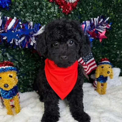 Male Poodle Toy puppy named Oreo for sale at Puppy Dreams - Garland.