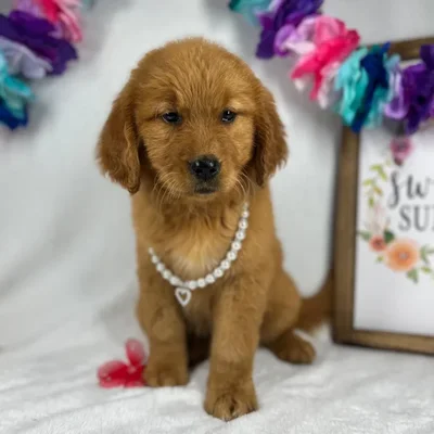 Female Golden Retriever puppy named *Hera* for sale at Puppy Dreams - Mansfield.