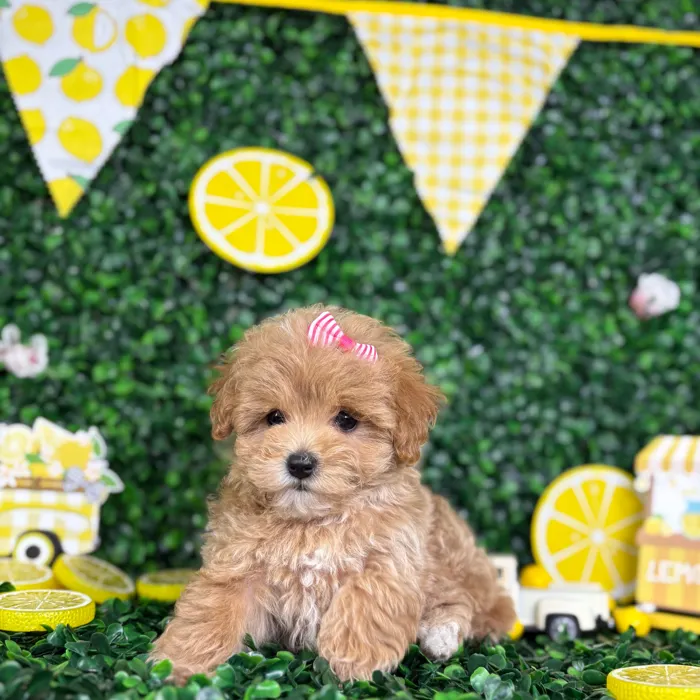 Female Maltipoo puppy named Tina for sale at Puppy Dreams - North Richland Hills.