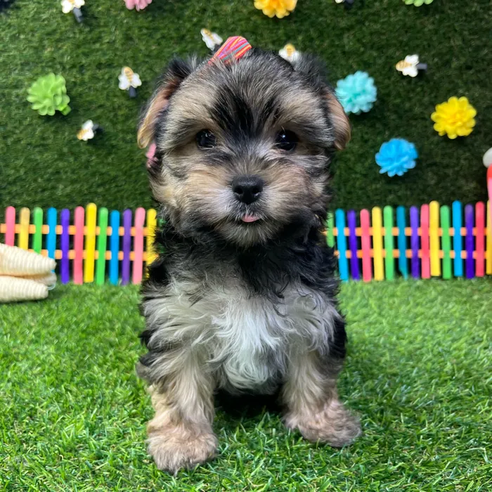 Female Morkie puppy named Amber for sale at Puppy Dreams - Carrollton.