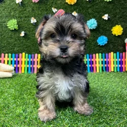 Female Morkie puppy named Amber for sale at Puppy Dreams - Carrollton.