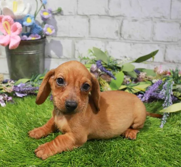 Male Dachshund puppy named Woody for sale at Puppy Dreams - Arlington.