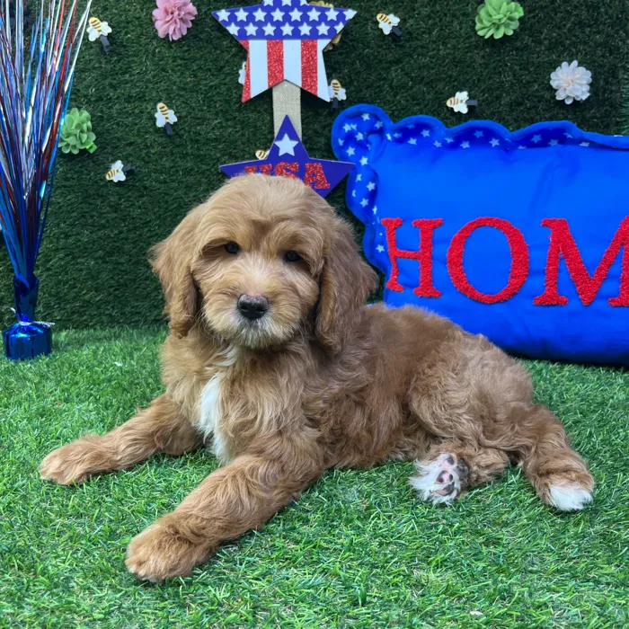 Female Mini Goldendoodle puppy named April for sale at Puppy Dreams - Carrollton.