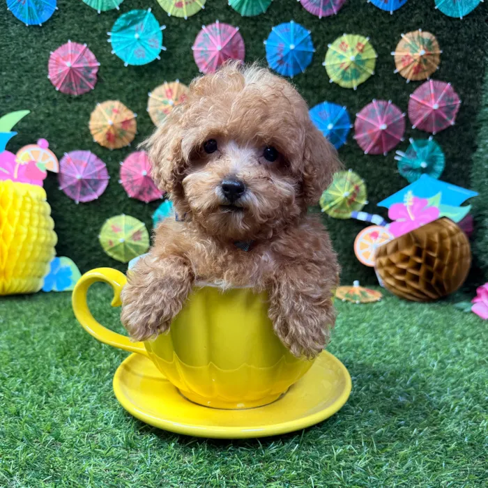 Male Mini Poodle puppy named Theo for sale at Puppy Dreams - Carrollton.