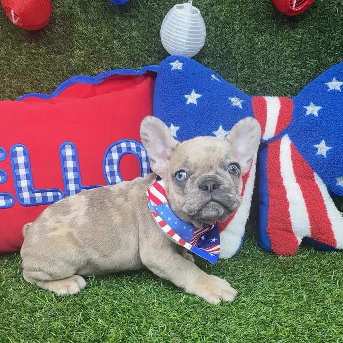 Male French Bulldog puppy named Pongo for sale at Puppy Dreams - Arlington.