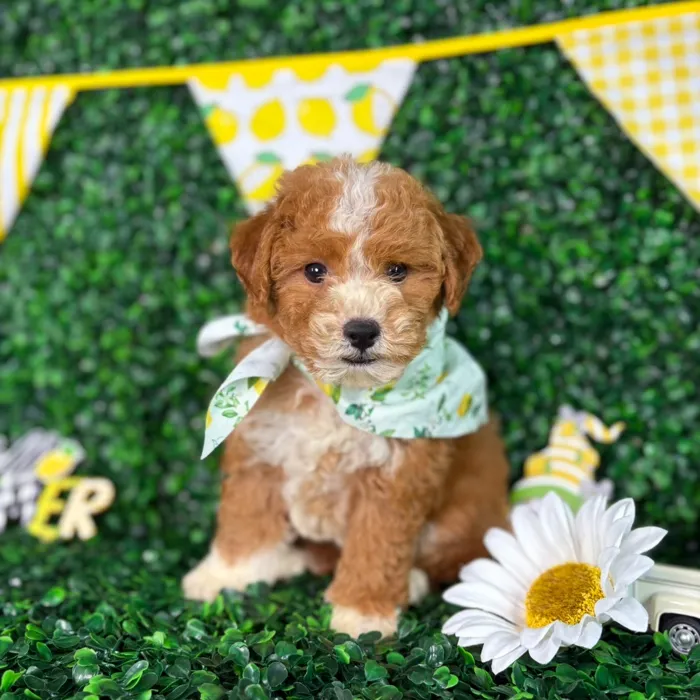 Male Bichon-Poodle puppy named Teddy for sale at Puppy Dreams - North Richland Hills.