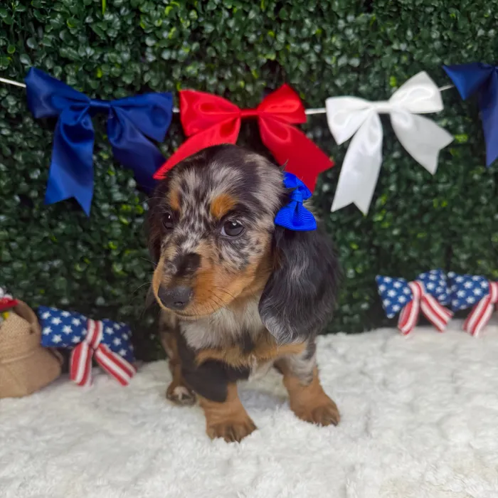Female Dachshund puppy named Rosalie for sale at Puppy Dreams - Garland.