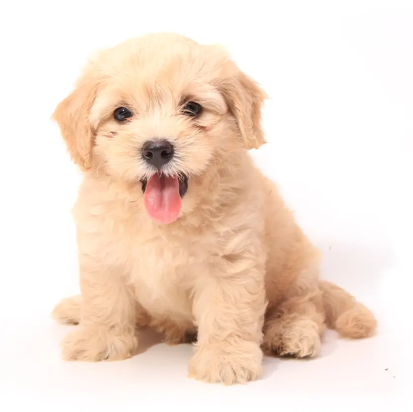 Puppy Store in Garland Texas Puppies for Sale in Garland