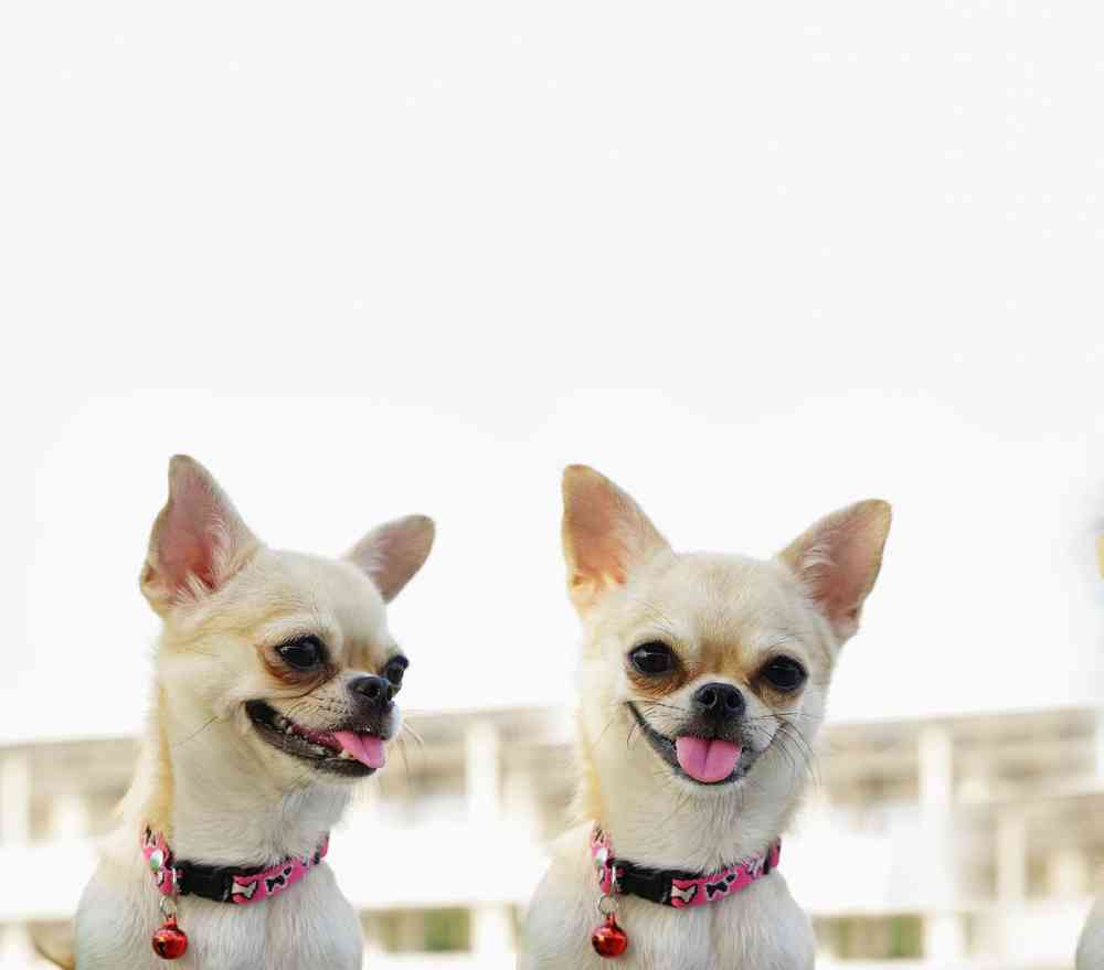 Chihuahua Puppies for Sale image