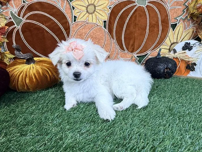 Female Maltese-Chihuahua Puppy for Sale in Arlington, TX image