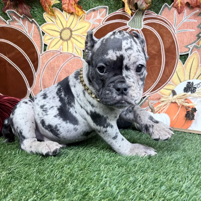 Male American Bully puppy named Oreo for sale at Puppy Dreams - Carrollton.