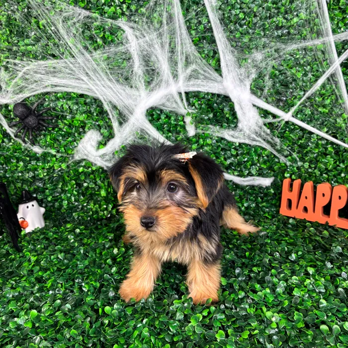 Female Yorkie puppy named Judy for sale at Puppy Dreams - North Richland Hills.