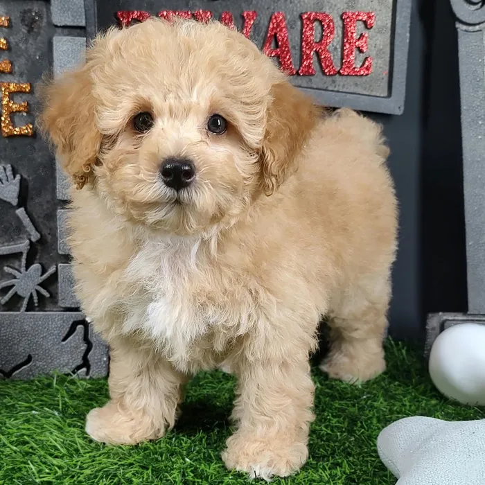 Male Mini Poodle puppy named Michael for sale at Puppy Dreams - Mansfield.