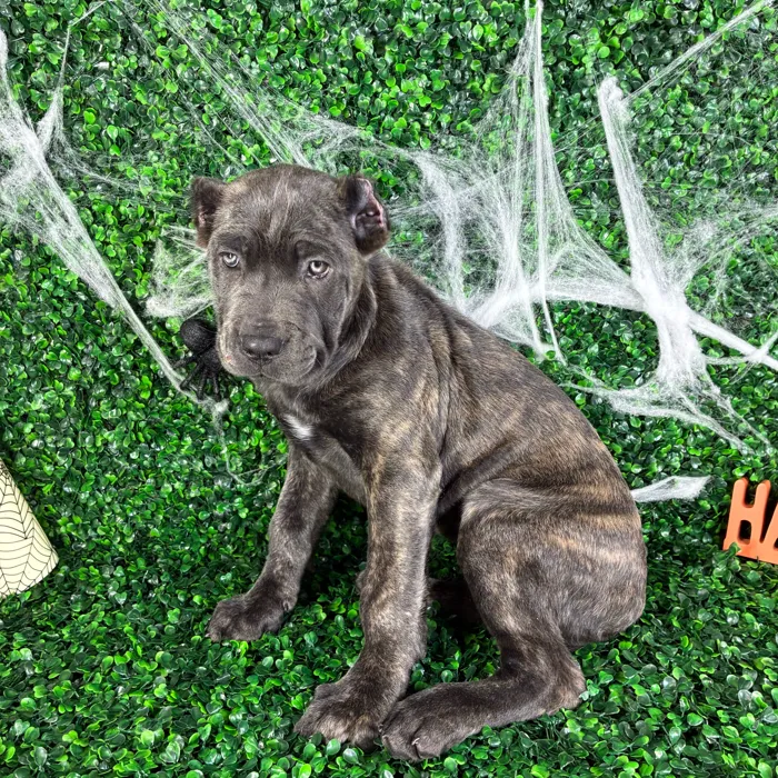 Female Cane Corso puppy named Sasha for sale at Puppy Dreams - North Richland Hills.