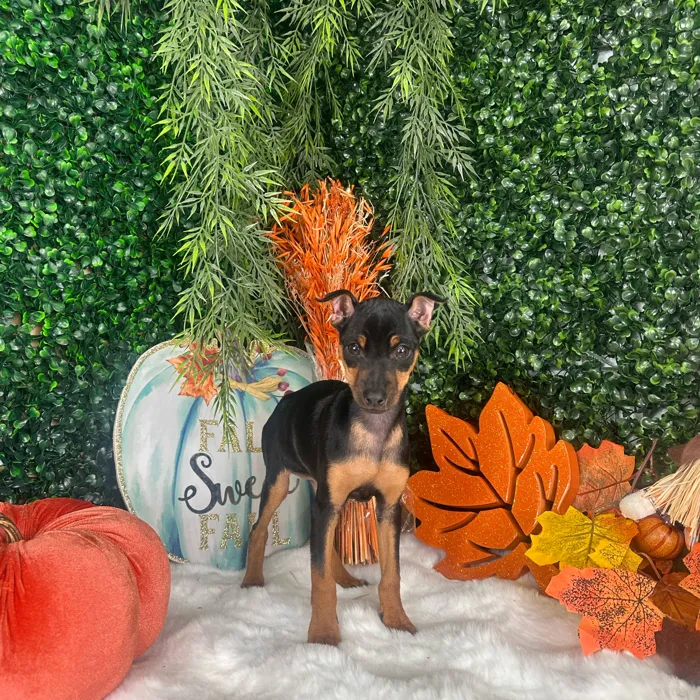 Female Min Pin puppy named Elena for sale at Puppy Dreams - Denton.