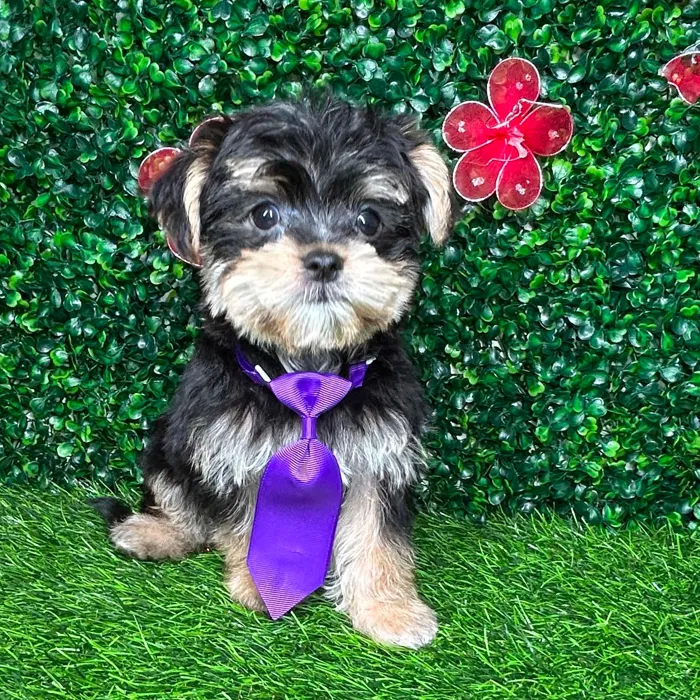 Male Morkie puppy named *Phil* for sale at Puppy Dreams - Mansfield.