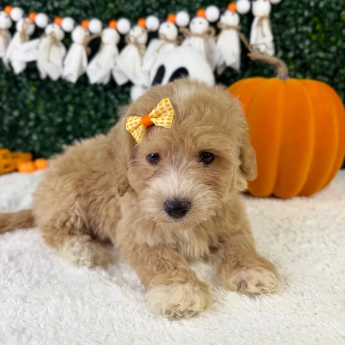 Female Bichon-Poodle puppy named Zuri for sale at Puppy Dreams - Garland.