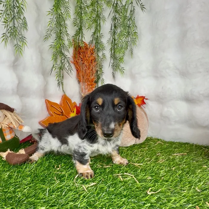 Female Dachshund puppy named Vanessa for sale at Puppy Dreams - Denton.