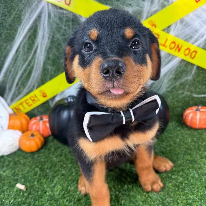 Male Rottweiler puppy named Arlo for sale at Puppy Dreams - Arlington.
