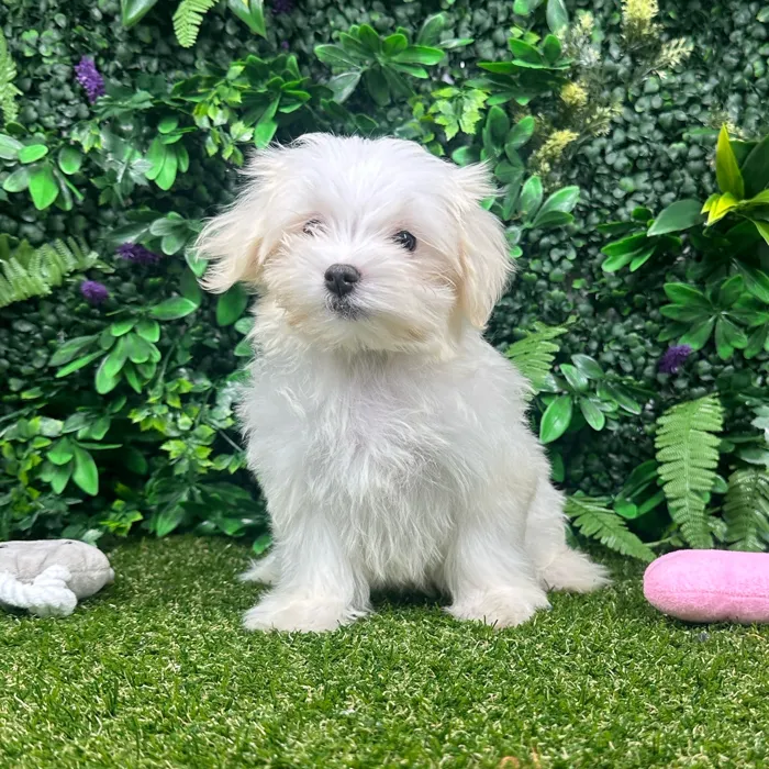 Male Maltese puppy named Chase for sale at Puppy Dreams - Parks Mall.