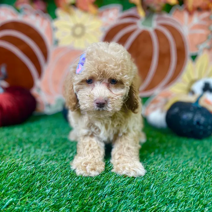 Female Cockapoo puppy named Pixie for sale at Puppy Dreams - Carrollton.