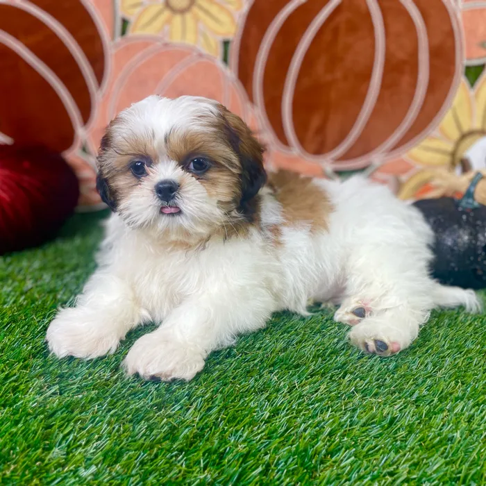 Male Shih Tzu puppy named Gizmo for sale at Puppy Dreams - Carrollton.
