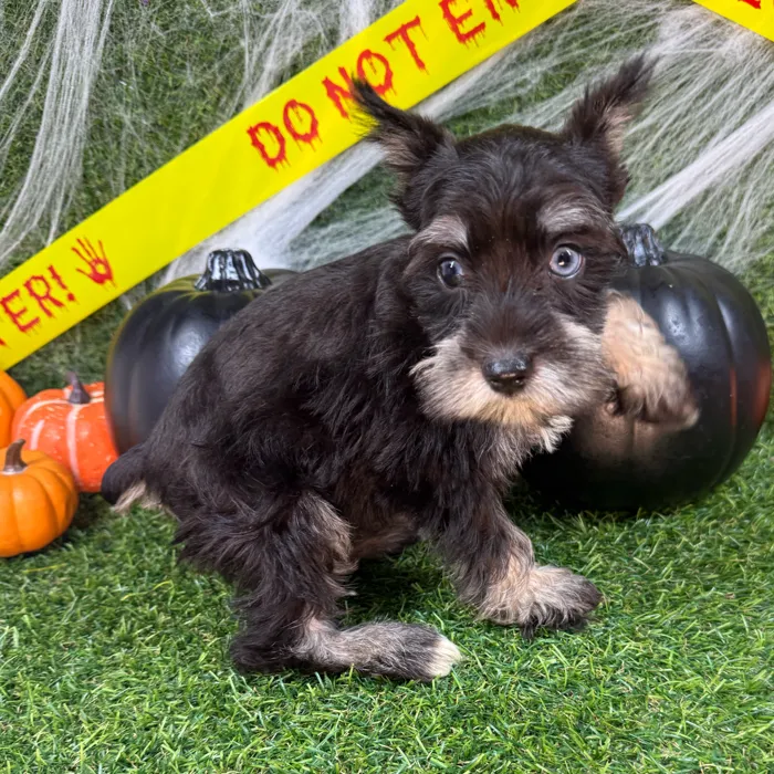 Female Mini Schnauzer puppy named Belle for sale at Puppy Dreams - Arlington.