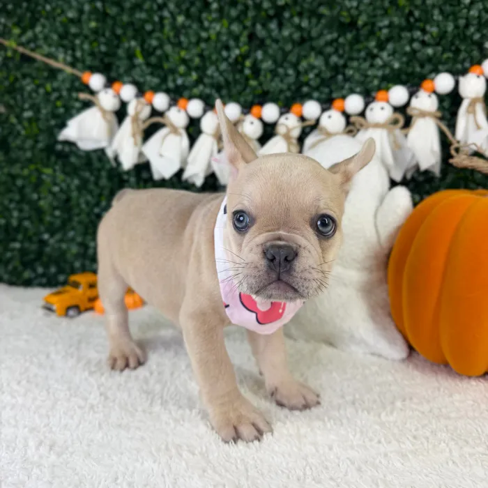 Female French Bulldog puppy named Snow for sale at Puppy Dreams - Garland.