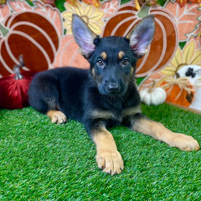 Male German Shepherd puppy named Otto for sale at Puppy Dreams - Carrollton.