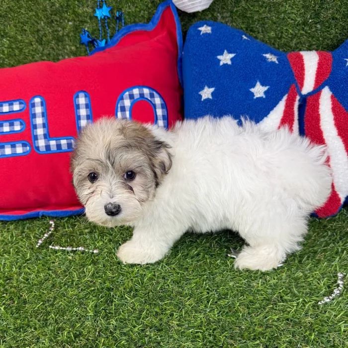 Female Morkie puppy named Uni for sale at Puppy Dreams - Mansfield.