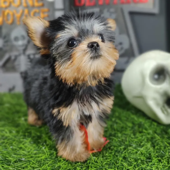 Female Yorkie puppy named Ripley for sale at Puppy Dreams - Mansfield.