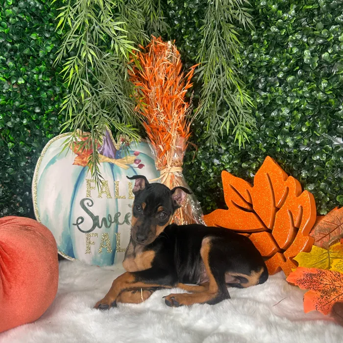 Female Min Pin puppy named Elena for sale at Puppy Dreams - Denton.