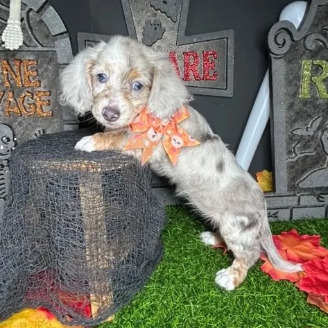 Female Dachshund puppy named *Betty* for sale at Puppy Dreams - Mansfield.