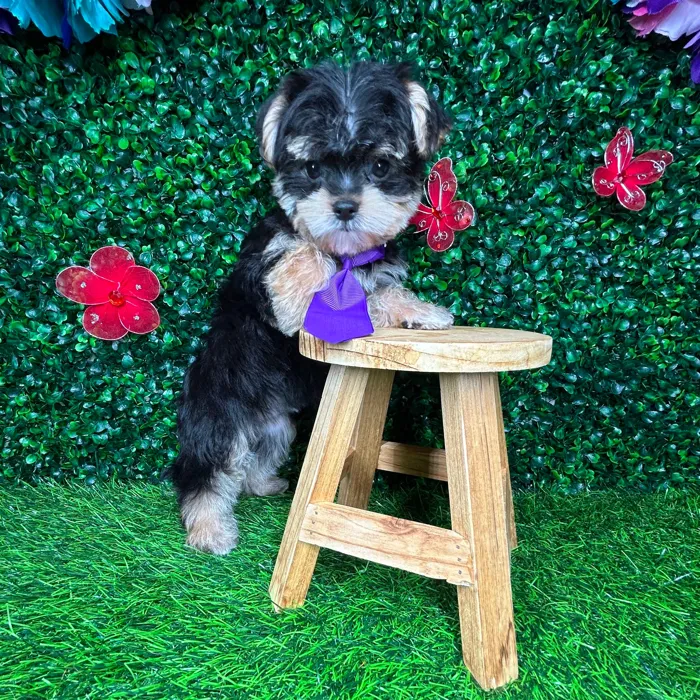 Male Morkie puppy named *Phil* for sale at Puppy Dreams - Mansfield.