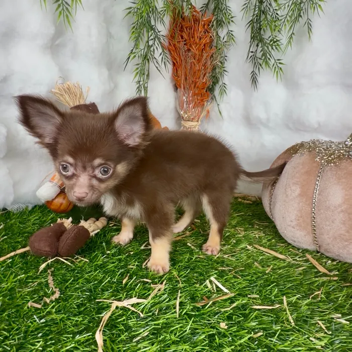 Male Chihuahua puppy named Rupert for sale at Puppy Dreams - Denton.
