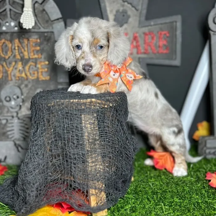 Female Dachshund puppy named *Betty* for sale at Puppy Dreams - Mansfield.