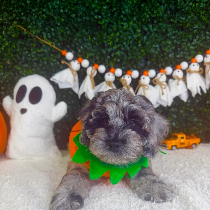 Male Cockapoo puppy named Spooky for sale at Puppy Dreams - Garland.