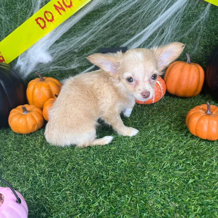 Female Chihuahua puppy named Sol for sale at Puppy Dreams - Arlington.